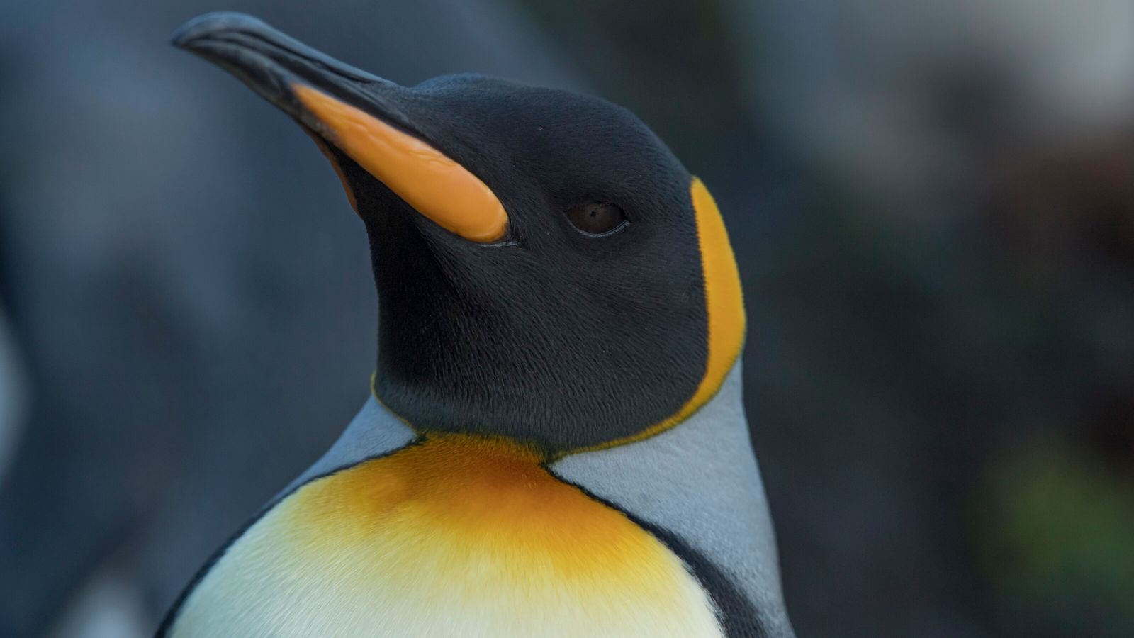/posts/aprendizagem-linux/nationalgeographic2723148-copia.jpg